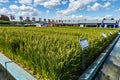 Rice Field -- Exhibits of the 19th China Changchun International Agricultural Expo