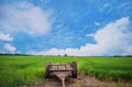 Rice Field of Farmer and sky background in Thailand. Royalty Free Stock Photo