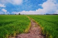 Rice Field of Farmer and sky background in Thailand.