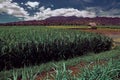 Rice Field of Farmer and sun in the daytime Royalty Free Stock Photo