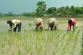 Rice Field Farming Worker