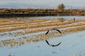 Rice field flooded with a large cormorant Phalacrocorax carbo flying and a grey heron