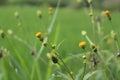 RICE FIELD FLOWER