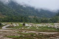 The Rice Field and Fog