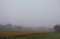 rice field foggy morning