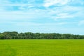 Rice field with forest and blue sky background