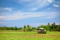 Rice field