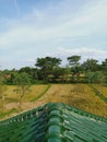 Rice field garden view above the House Royalty Free Stock Photo