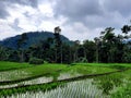 Rice field in Garut nature landscape