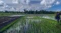 Rice field with geeses Royalty Free Stock Photo