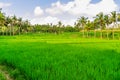 Rice field in Goa Gajah, Bali, Indonesia Royalty Free Stock Photo