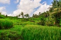 Rice field in Goa Gajah, Bali, Indonesia Royalty Free Stock Photo