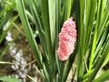 Rice Field Gold Conch Eggs