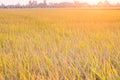 Rice field gold plantation with light sunset on Background