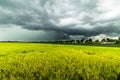 Rice field gold raincloud movement Royalty Free Stock Photo