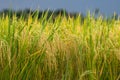 Rice field gold and sky Royalty Free Stock Photo