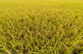 Rice field gold spike