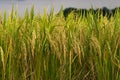 Rice field gold spike