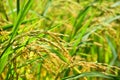 Rice field gold spike