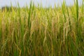 Rice field gold spike