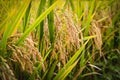 Rice field with golden ear of rice ready for harvest. Royalty Free Stock Photo