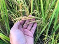 Rice field Golden paddy in  hand Royalty Free Stock Photo