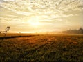 Rice field golden sunrise village nature