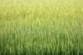 Rice field green background.Beautiful green wallpaper.