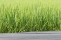 Rice field green background.Beautiful green wallpaper.