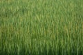 Rice field green background.Beautiful green wallpaper.