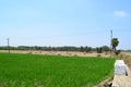 Rice field with green grace