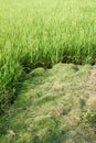 Rice field with green grass agriculture farm background texture from THAILAND. Royalty Free Stock Photo