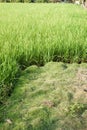 Rice field with green grass agriculture farm background texture from THAILAND. Royalty Free Stock Photo