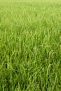 Rice field with green grass agriculture farm background texture from THAILAND. Royalty Free Stock Photo