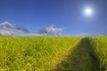 Rice field green grass blue sky cloud cloudy landscape background lawn Royalty Free Stock Photo