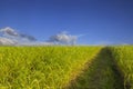 Rice field green grass blue sky cloud cloudy landscape background Royalty Free Stock Photo