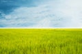 Rice field green grass blue sky cloud cloudy landscape backgroun Royalty Free Stock Photo