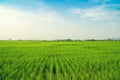 Rice field green grass blue sky cloud cloudy landscape background Royalty Free Stock Photo