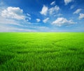 Rice field green grass blue sky Royalty Free Stock Photo