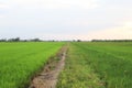 Rice field green grass blue sky cloud cloudy landscape background Royalty Free Stock Photo