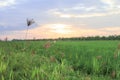 Rice field green grass blue sky cloud cloudy landscape background Royalty Free Stock Photo