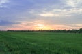 Rice field green grass blue sky cloud cloudy landscape background Royalty Free Stock Photo