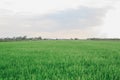 Rice field green grass blue sky cloud cloudy landscape background Royalty Free Stock Photo