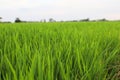 Rice field green grass blue sky cloud cloudy landscape background Royalty Free Stock Photo