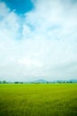 Rice field green grass blue sky cloud cloudy landscape background. Royalty Free Stock Photo