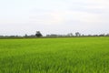 Rice field green grass blue sky cloud cloudy landscape background Royalty Free Stock Photo