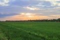 Rice field green grass blue sky cloud cloudy landscape background Royalty Free Stock Photo