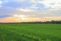 Rice field green grass blue sky cloud cloudy landscape background Royalty Free Stock Photo