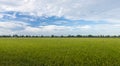 Rice field green grass blue sky cloudy landscape background Royalty Free Stock Photo