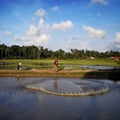 Rice field green grass blue sky cloudy landscape background. Royalty Free Stock Photo